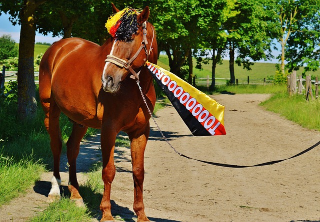 庐的新星击 庐的新星击