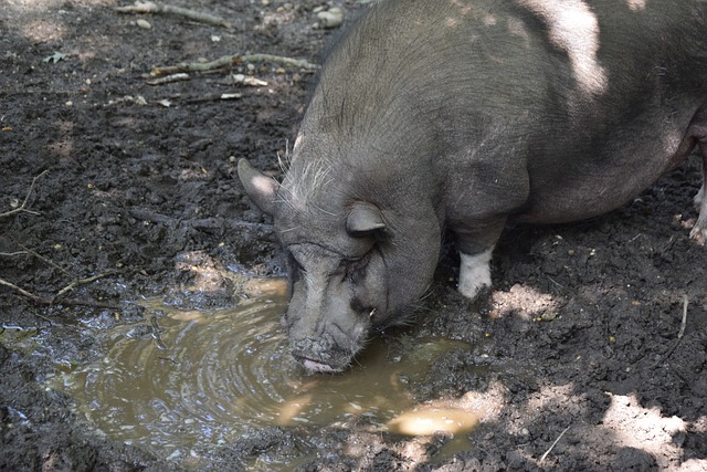 還是球隊 還是球隊